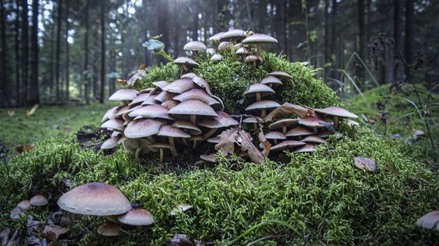 Václavka smrková neboli Armillaria ostoyae. To je nejen houba, ale především... Václavka smrková neboli Armillaria ostoyae. To je nejen houba, ale především...
