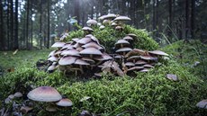 Václavka smrková neboli Armillaria ostoyae. To je nejen houba, ale především... Václavka smrková neboli Armillaria ostoyae. To je nejen houba, ale především...