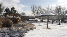 Zimovit áp bílých v Safari Parku Dvr Králové práv pokryl sníh. ápici...