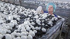 Dostat větší množství vitaminu D do žampionů zkoušejí pomocí nové technologie... Dostat větší množství vitaminu D do žampionů zkoušejí pomocí nové technologie...