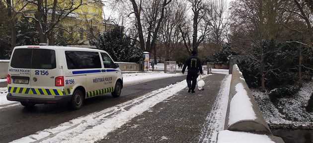 Labuť v doprovodu Městské policie