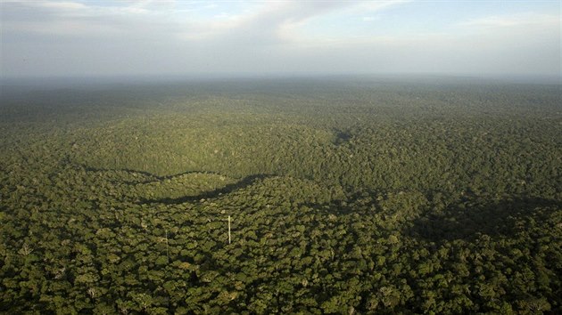 Amazonsk prales