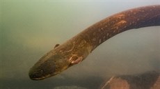 Vědci rybu Electrophorus voltai dosud považovali za samotářskou. Zjistili však,... Vědci rybu Electrophorus voltai dosud považovali za samotářskou. Zjistili však,...