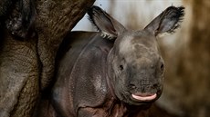 Maruška z plzeňské zoo porodila v polské zoologické zahradě své první mládě. Je... Maruška z plzeňské zoo porodila v polské zoologické zahradě své první mládě. Je...