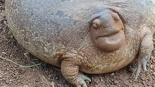 Balónová žába nalezená Kambodžanem Balónová žába nalezená Kambodžanem