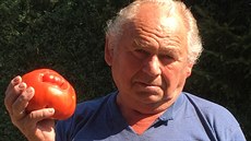Gigantické rajče Gigantické rajče
