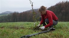 Ochránci přírody zasadili na Hradisku staré valašské odrůdy ovocných stromů. Ochránci přírody zasadili na Hradisku staré valašské odrůdy ovocných stromů.