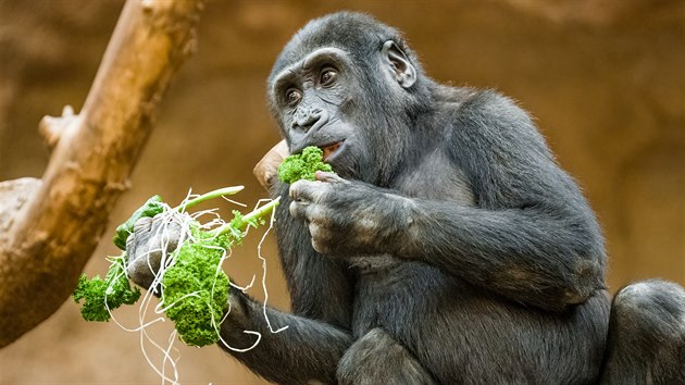 I gorily potřebují v zimě spoustu vitaminů a kadeřávek je má. Nejen pro gorily... I gorily potřebují v zimě spoustu vitaminů a kadeřávek je má. Nejen pro gorily...