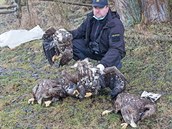 Nález čtyř těl vzácných orlů mořských šokoval ochranáře. Uhynulá zvířata ležela... Nález čtyř těl vzácných orlů mořských šokoval ochranáře. Uhynulá zvířata ležela...