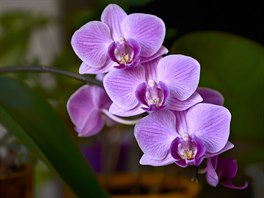 Zálivka u orchidejí vypadá jinak ne u bných pokojovek, protoe v pralesích...