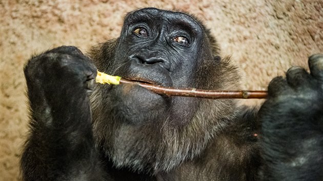 Kamba. Nejstar goril samice ze Zoo Praha s dojemnm ivotnm pbhem. (2021)