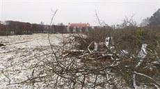 Obnovu ovocného sadu v zámeckém parku zastavila inspekce. Město věří, že se... Obnovu ovocného sadu v zámeckém parku zastavila inspekce. Město věří, že se...