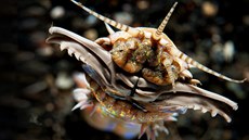 Červ Eunice aphroditois, kterému se říká také bobbit worms. Červ Eunice aphroditois, kterému se říká také bobbit worms.