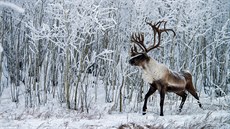 V Kanadě měl průzkum ložisek ropy nebo její těžba dopad například na rychlejší... V Kanadě měl průzkum ložisek ropy nebo její těžba dopad například na rychlejší...
