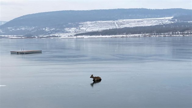 Srnec na led na jezeru Milada.