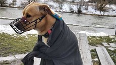 Bezdomovec vybavil svého mazlíčka mikinou a granulemi, pak ho opustil. (17.... Bezdomovec vybavil svého mazlíčka mikinou a granulemi, pak ho opustil. (17....