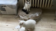 Veterináři odebrali chovatelce z bytu v pražských Horních Počernicích přes 40... Veterináři odebrali chovatelce z bytu v pražských Horních Počernicích přes 40...