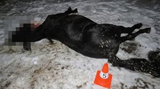 Kůň nepřežil střet s nákladním autem u Býště (17. února 2021). Kůň nepřežil střet s nákladním autem u Býště (17. února 2021).