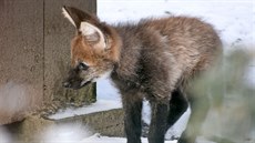 V hodonínské zoo nejspíš toto mládě nezůstane. O tom. kam zamíří, rozhodně... V hodonínské zoo nejspíš toto mládě nezůstane. O tom. kam zamíří, rozhodně...