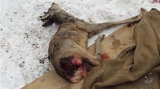 Srnu ve Zborovicích strhl pes. Policie šetří, jestli se stal přestupek. Srnu ve Zborovicích strhl pes. Policie šetří, jestli se stal přestupek.
