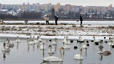 Labutě na zamrzlém Velkém boleveckém rybníku v Plzni. Vysychající Bolevák... Labutě na zamrzlém Velkém boleveckém rybníku v Plzni. Vysychající Bolevák...
