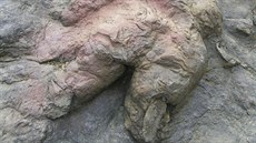 Fosilie ichnotaxonu Tyrannosauripus pillmorei, pravděpodobně stopy vytvořené... Fosilie ichnotaxonu Tyrannosauripus pillmorei, pravděpodobně stopy vytvořené...