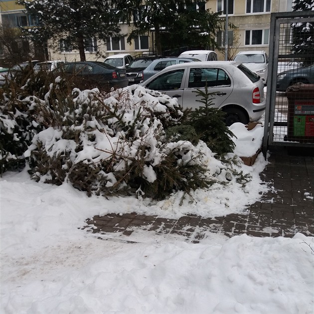 <p>V ulici Bílinská na Proseku jsou stále neuklizené vánoční stromky .</p>