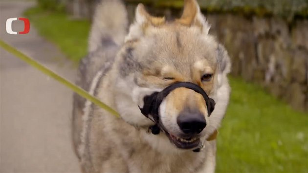Guess je eskoslovensk vlk, tedy pes s vlastn hlavou. 