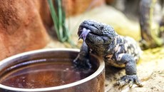 Olomoucká zoo představila novou terarijní expozici v nevyužité části interiéru... Olomoucká zoo představila novou terarijní expozici v nevyužité části interiéru...