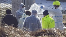 V Horní Cerekvi na Pelhřimovsku nechali 20. února 2021 veterináři kvůli ptačí... V Horní Cerekvi na Pelhřimovsku nechali 20. února 2021 veterináři kvůli ptačí...