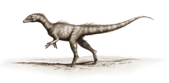 Vývojov primitivní zástupce skupiny Coelophysoidea Dracoraptor hanigani byl...