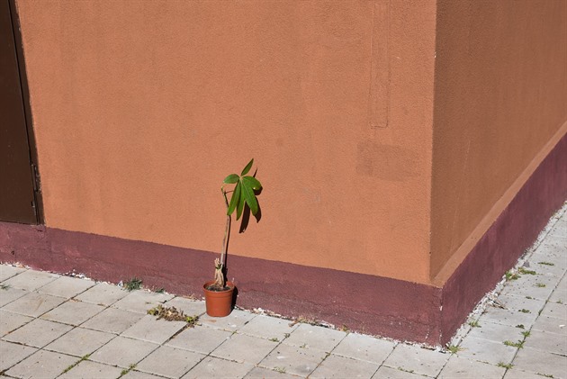 <p>Odložený fíkovník na rohu Letňanské ulice.</p>