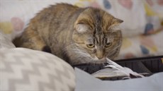 Nedůvěřivá Vinky u Klářina kufříku. Mladá kočka se pravděpodobně snaží močením... Nedůvěřivá Vinky u Klářina kufříku. Mladá kočka se pravděpodobně snaží močením...