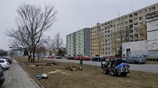 Desítky stromů musely ustoupit prodloužení tramvajové trati do centra čtvrti... Desítky stromů musely ustoupit prodloužení tramvajové trati do centra čtvrti...