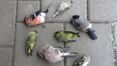 Ptáci umírají kvůli parazitům, kteří se množí v krmítkách. Ptáci umírají kvůli parazitům, kteří se množí v krmítkách.