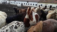Chovatel si pořídil několik desítek zvířat. Koní má 110. Chovatel si pořídil několik desítek zvířat. Koní má 110.