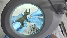 Díky přívalovým dešťům v Řecku se podařilo objevit bronzovou sošku býka, kterou... Díky přívalovým dešťům v Řecku se podařilo objevit bronzovou sošku býka, kterou...