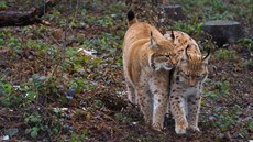 V olomoucké zoo jsou opět k vidění rysi, kteří museli být po dobu oprav a úprav... V olomoucké zoo jsou opět k vidění rysi, kteří museli být po dobu oprav a úprav...