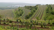 Viniční trať Terasy Viniční trať Terasy