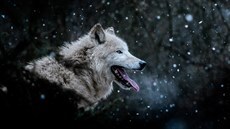 Fotografie vlka arktického, za kterou jsem získal ocenění Czech Nature Photo... Fotografie vlka arktického, za kterou jsem získal ocenění Czech Nature Photo...