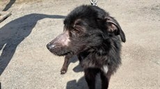 Fenka se zotavuje ve psím útulku v Klatovech. Tlamu měla přelepenou lepicí... Fenka se zotavuje ve psím útulku v Klatovech. Tlamu měla přelepenou lepicí...