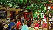 Vistárie rostla před restaurací Chez Plumeau 120 let. Zachycena je i na snímku... Vistárie rostla před restaurací Chez Plumeau 120 let. Zachycena je i na snímku...
