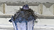 Zahnízděný holub hřivnáč v blízkosti javoru v Anenském trojúhelníku. Zahnízděný holub hřivnáč v blízkosti javoru v Anenském trojúhelníku.