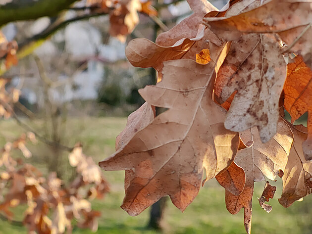 Fotografie pozen smartphonem OnePlus 9 Pro