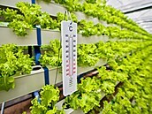Až 770 tun rostlin ročně hodlá vypěstovat aquaponická farma v brněnských... Až 770 tun rostlin ročně hodlá vypěstovat aquaponická farma v brněnských...