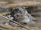 Skokani hnědí (na snímku pořízeném 6. dubna) si našli útočiště pro stvoření... Skokani hnědí (na snímku pořízeném 6. dubna) si našli útočiště pro stvoření...