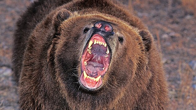 Výhrun vypadá zívání tohoto medvda kodiaka.