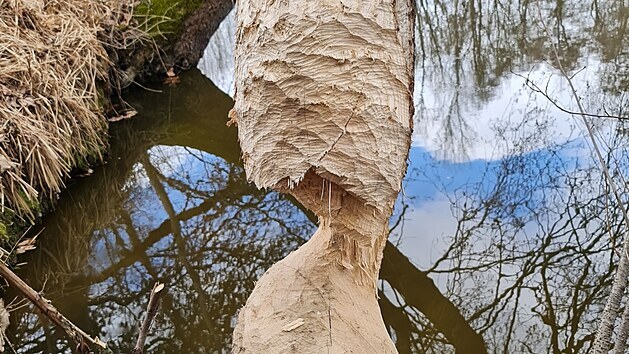 Dílo bobrů, kteří osídlili řeku Orlici v Hradci Králové.