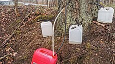 Vandal navrtal strom hned na několika místech. Mízu chtěl jímat do plastových... Vandal navrtal strom hned na několika místech. Mízu chtěl jímat do plastových...