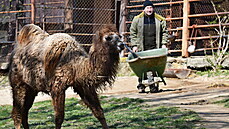 Brněnská zoo láká návštěvníky mimo jiné na dvě mláďata velbloudů dvouhrbých. Brněnská zoo láká návštěvníky mimo jiné na dvě mláďata velbloudů dvouhrbých.